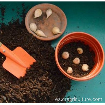 Nueva plantación de ajo de la mejor calidad